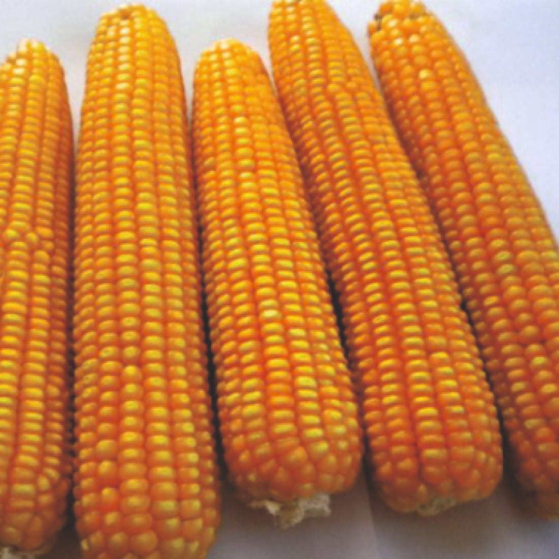 Maize – Baazigar