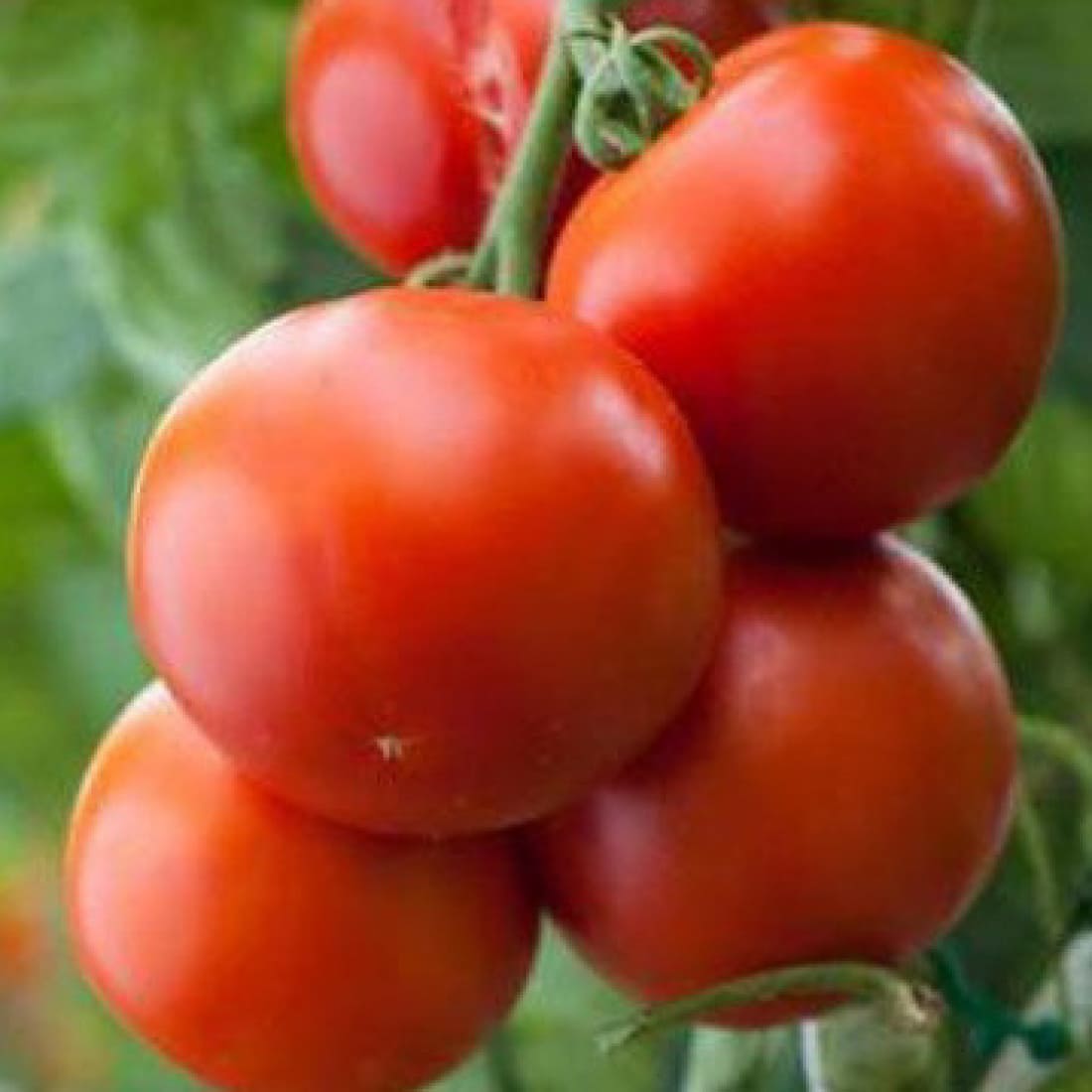 Tomato – Bhadri 33