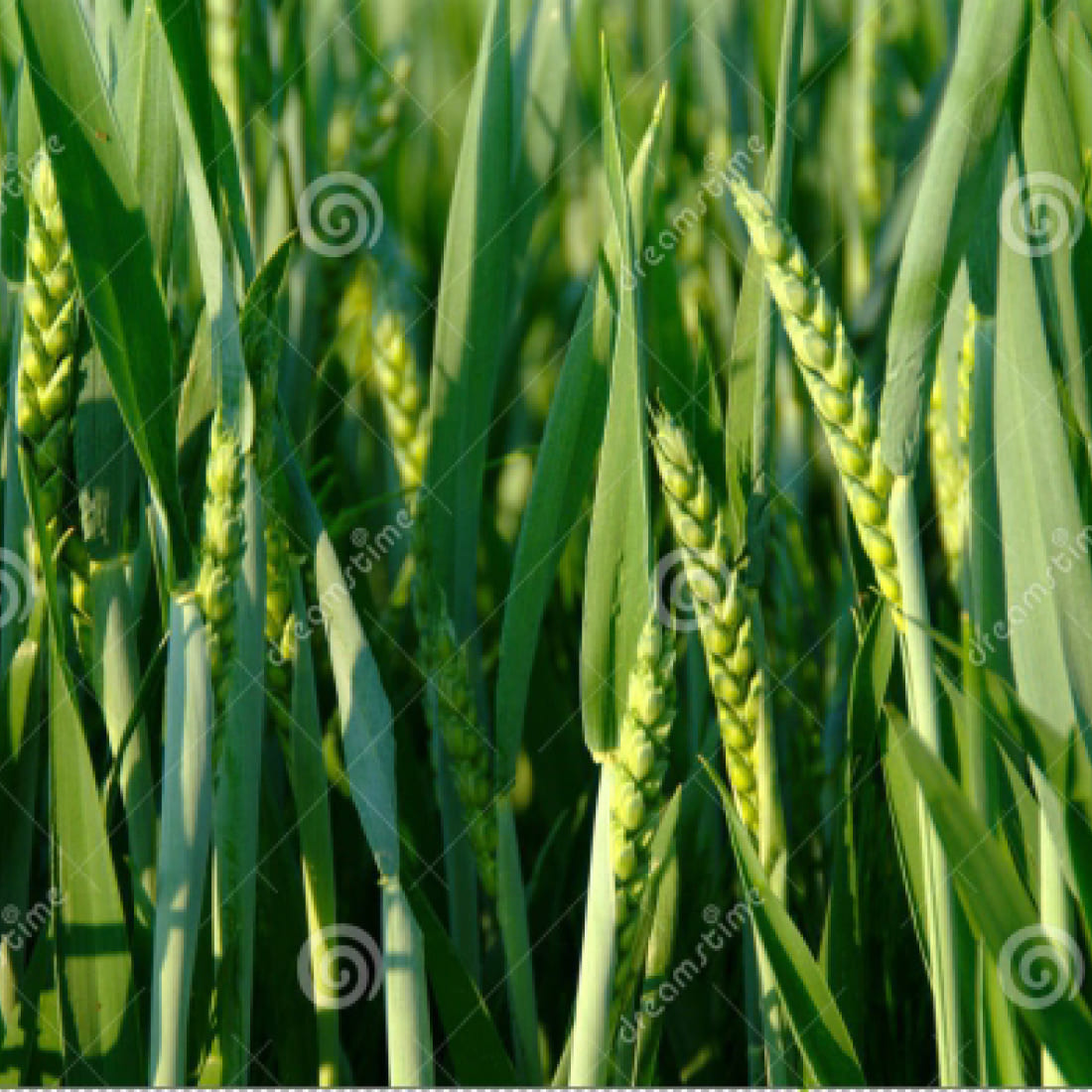 Wheat – Bhadrinath 88