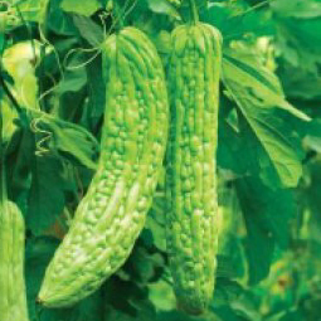 Bitter Gourd – SLV 99