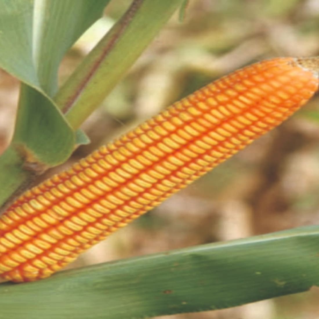 Maize – Jumbo