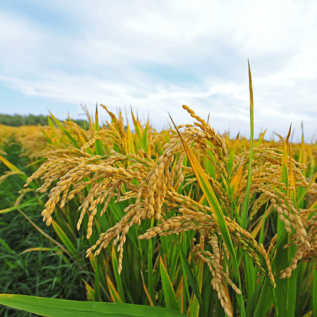 Paddy – Kanchan Gold