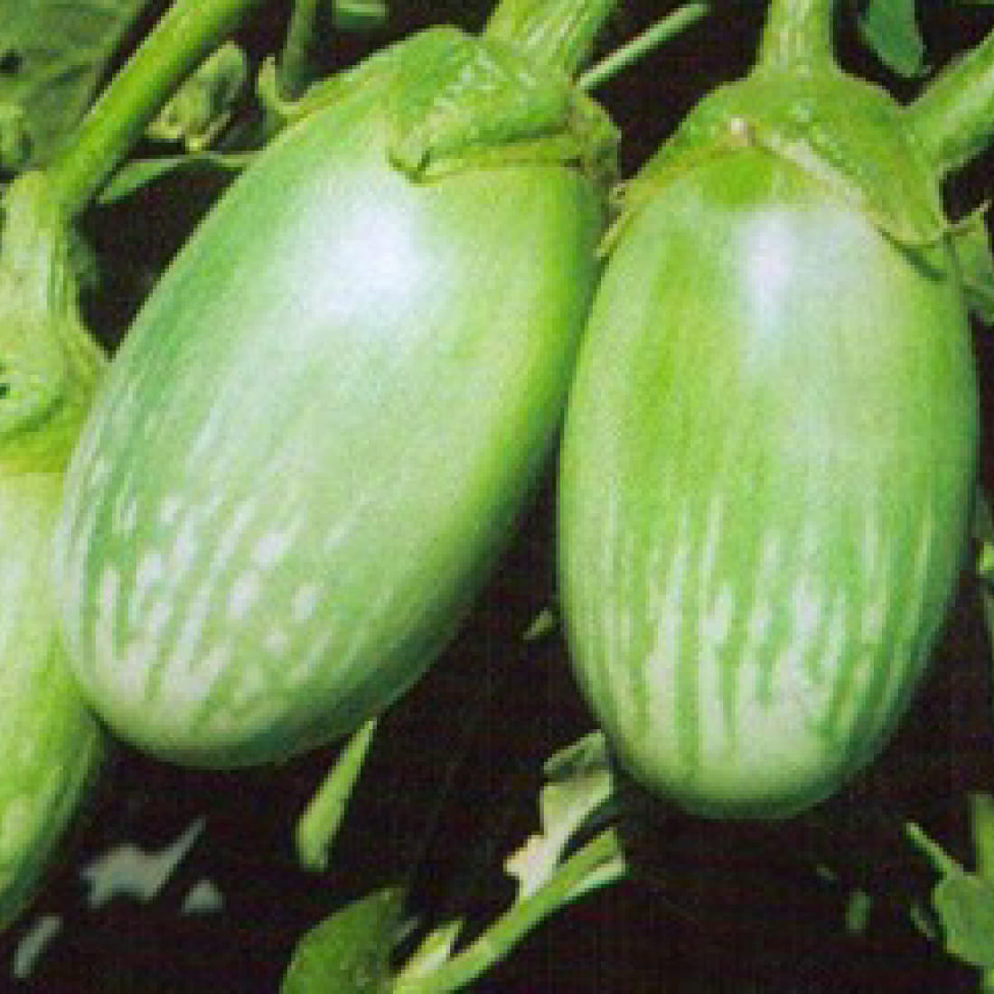 Brinjal – Maha Raja