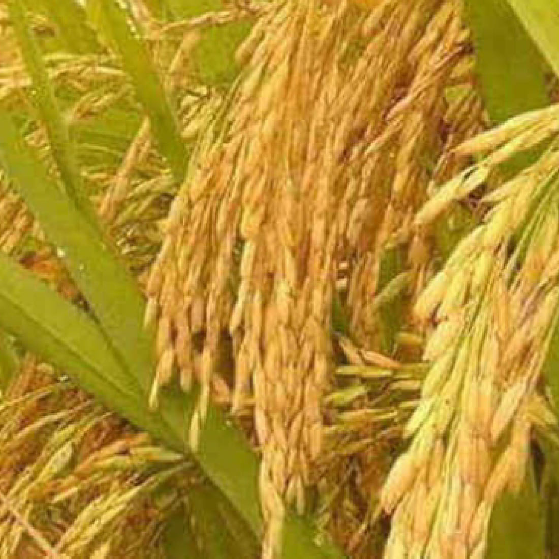 Paddy – Mota Bhai