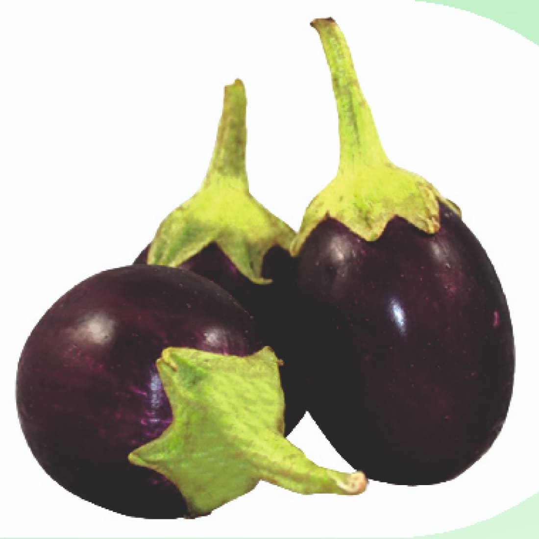 Brinjal – Prince