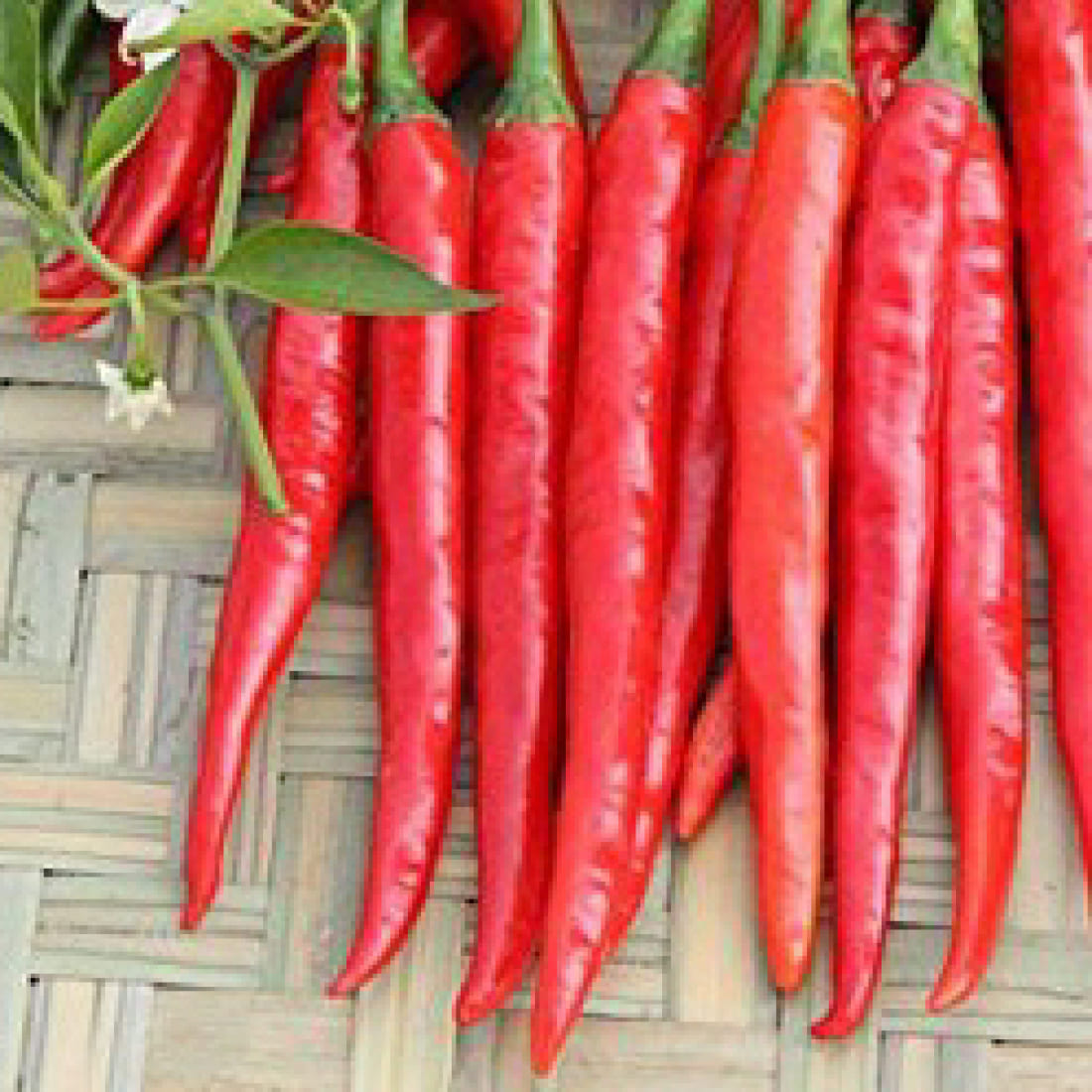 Chilli – Red Hot