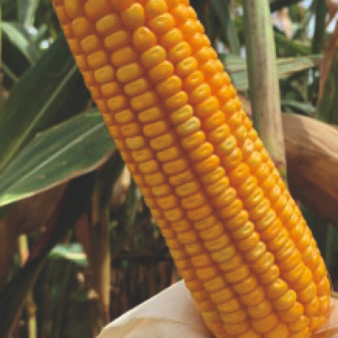 Maize – SLV 108