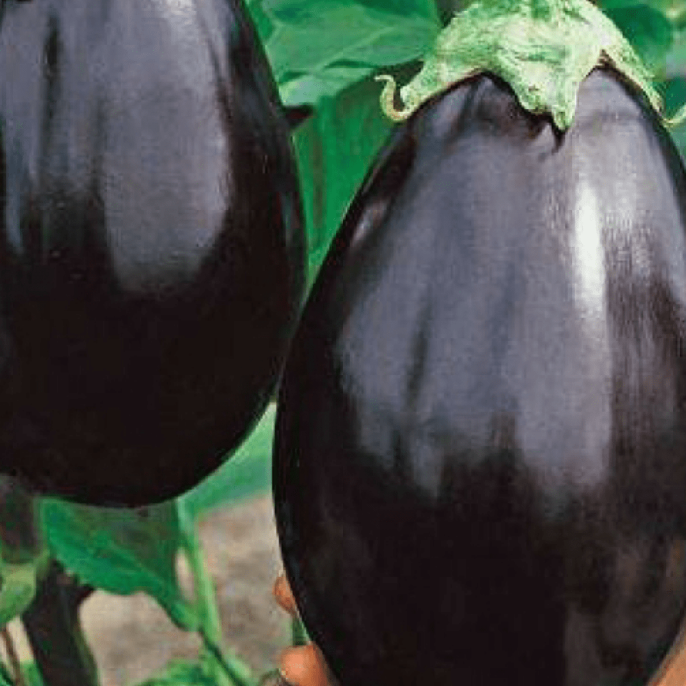 Brinjal – Tatwa