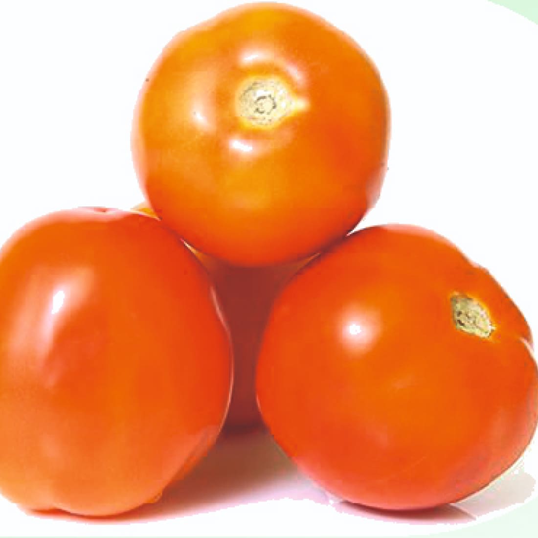 Tomato – Om 111