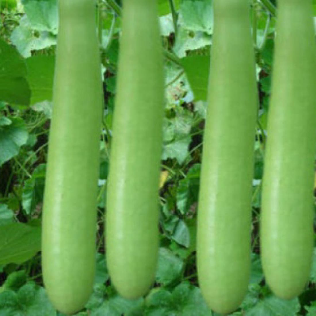 Bottle Gourd – Bheema