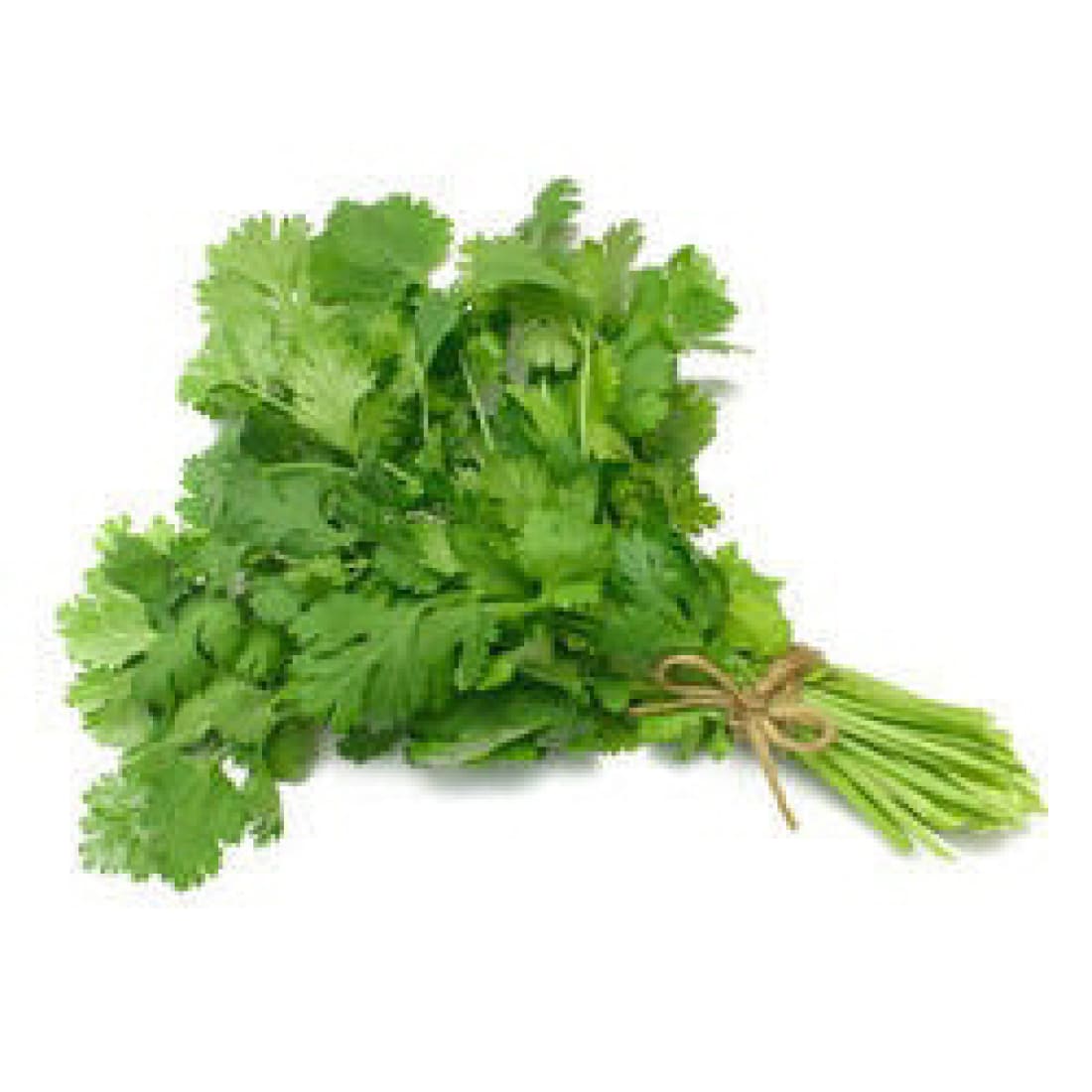 Coriander – Green Leaf