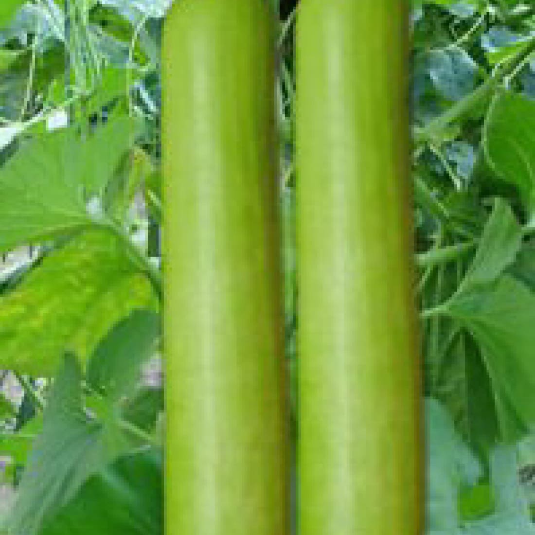 Bottle Gourd – Narmada