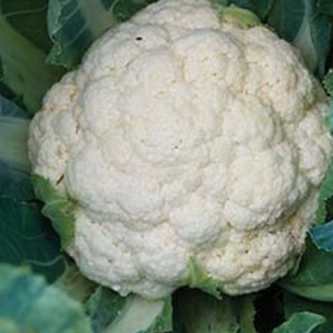 Cauliflower – Ramya