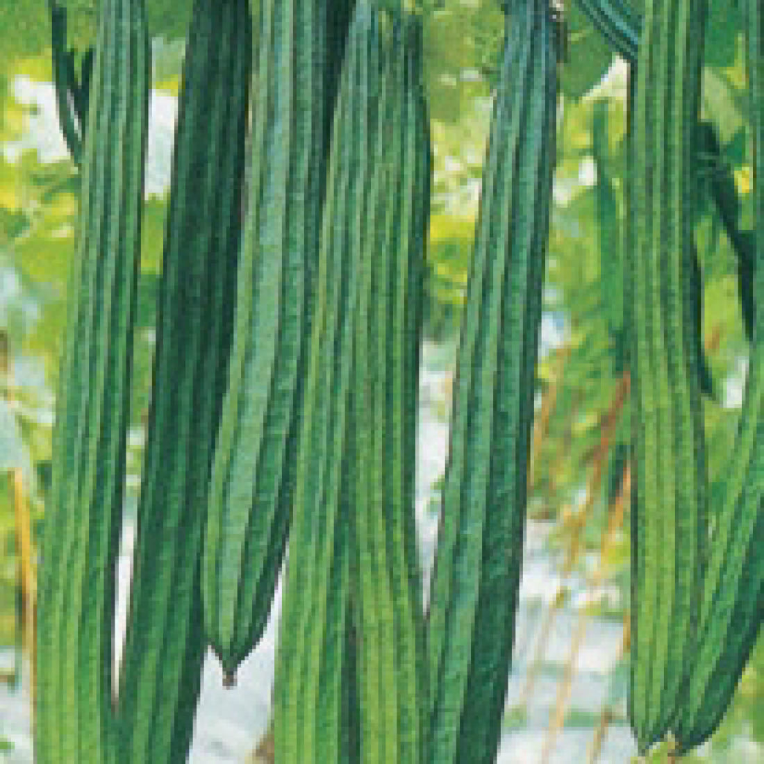 Ridge Gourd – Rani 09