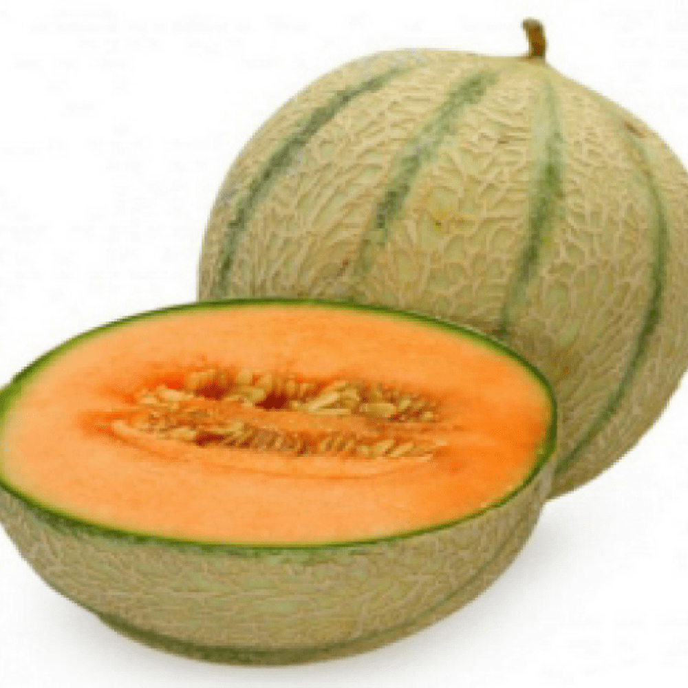 Pumpkin – SLV 102