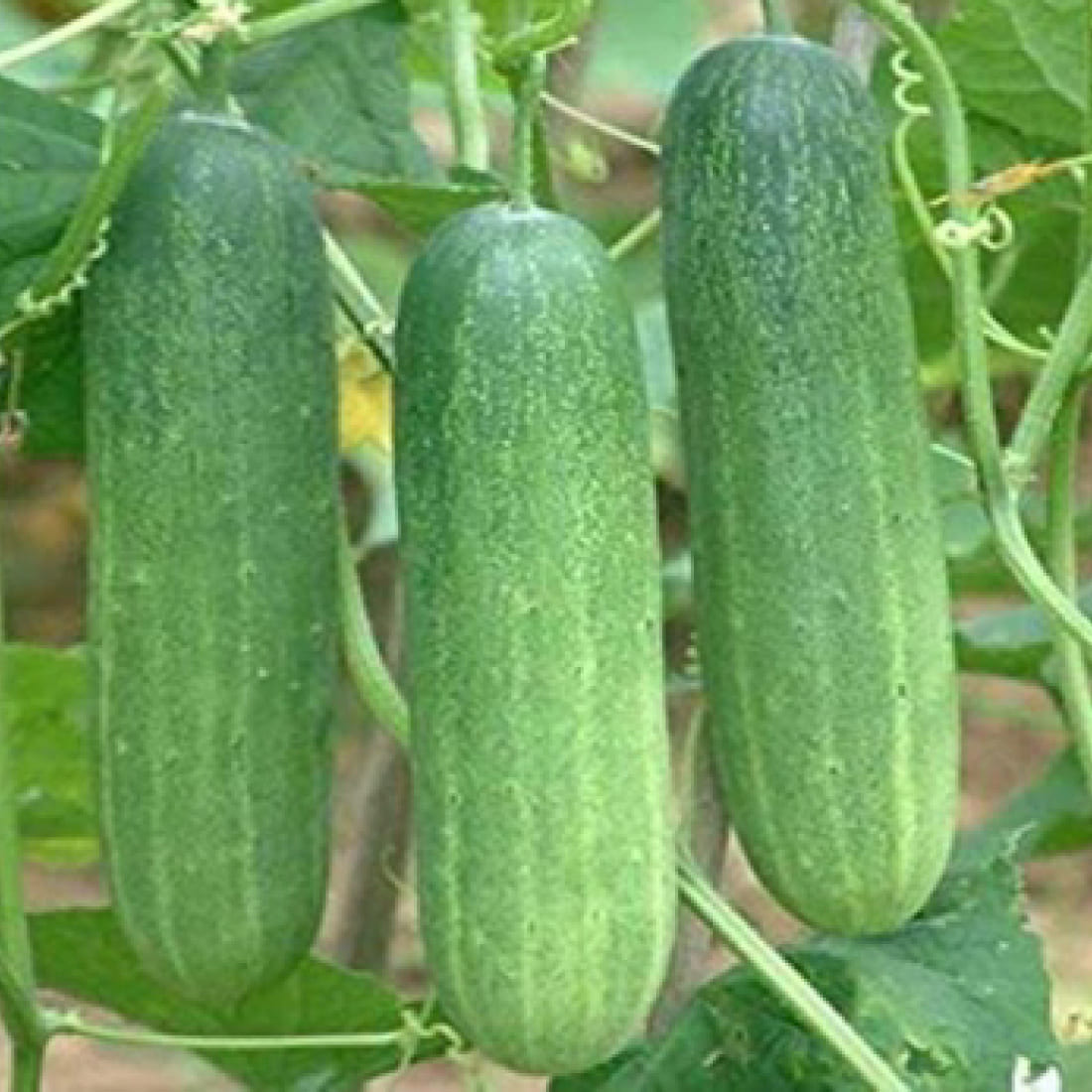 Cucumber – Samrat 6655