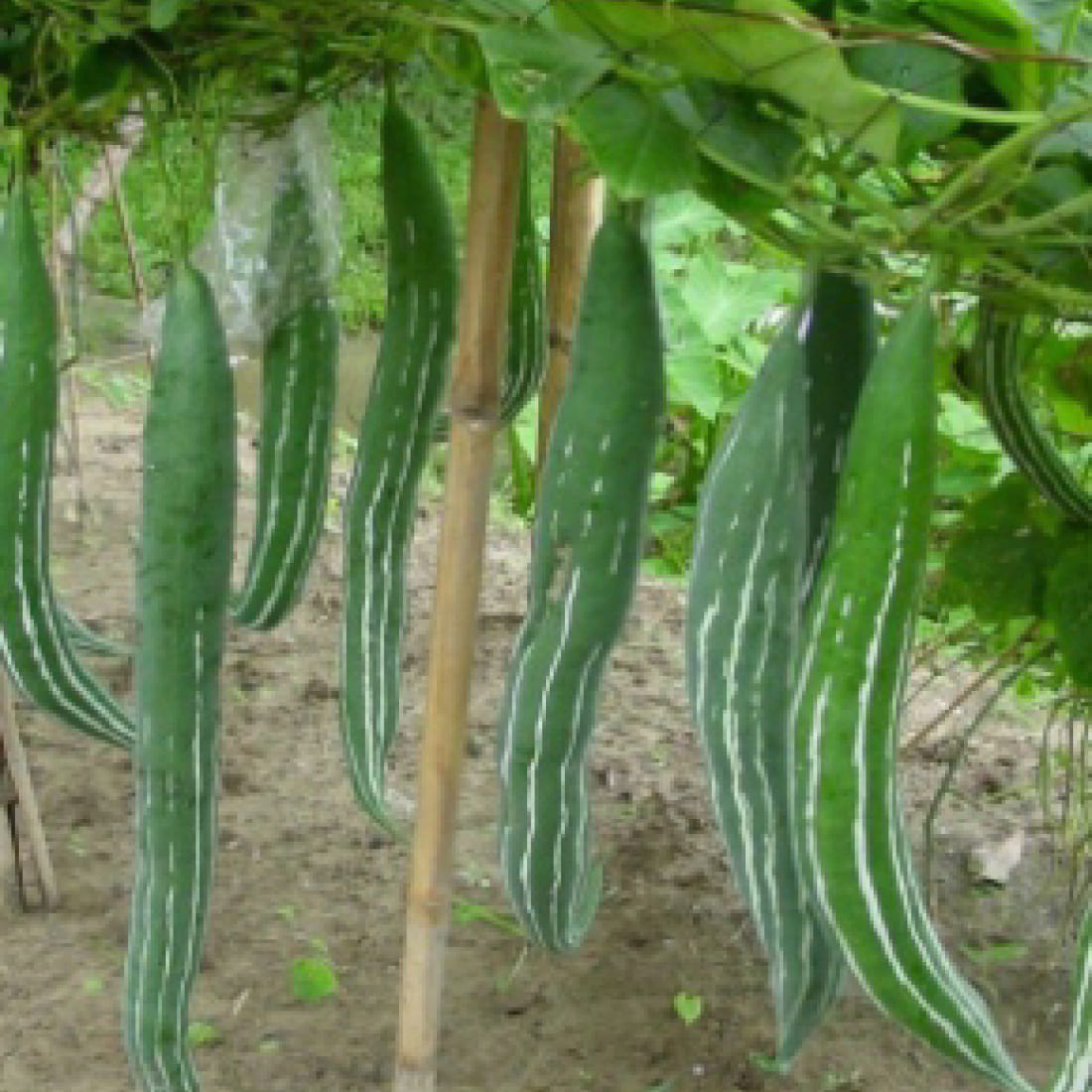 Ridge Gourd – Seema 5544