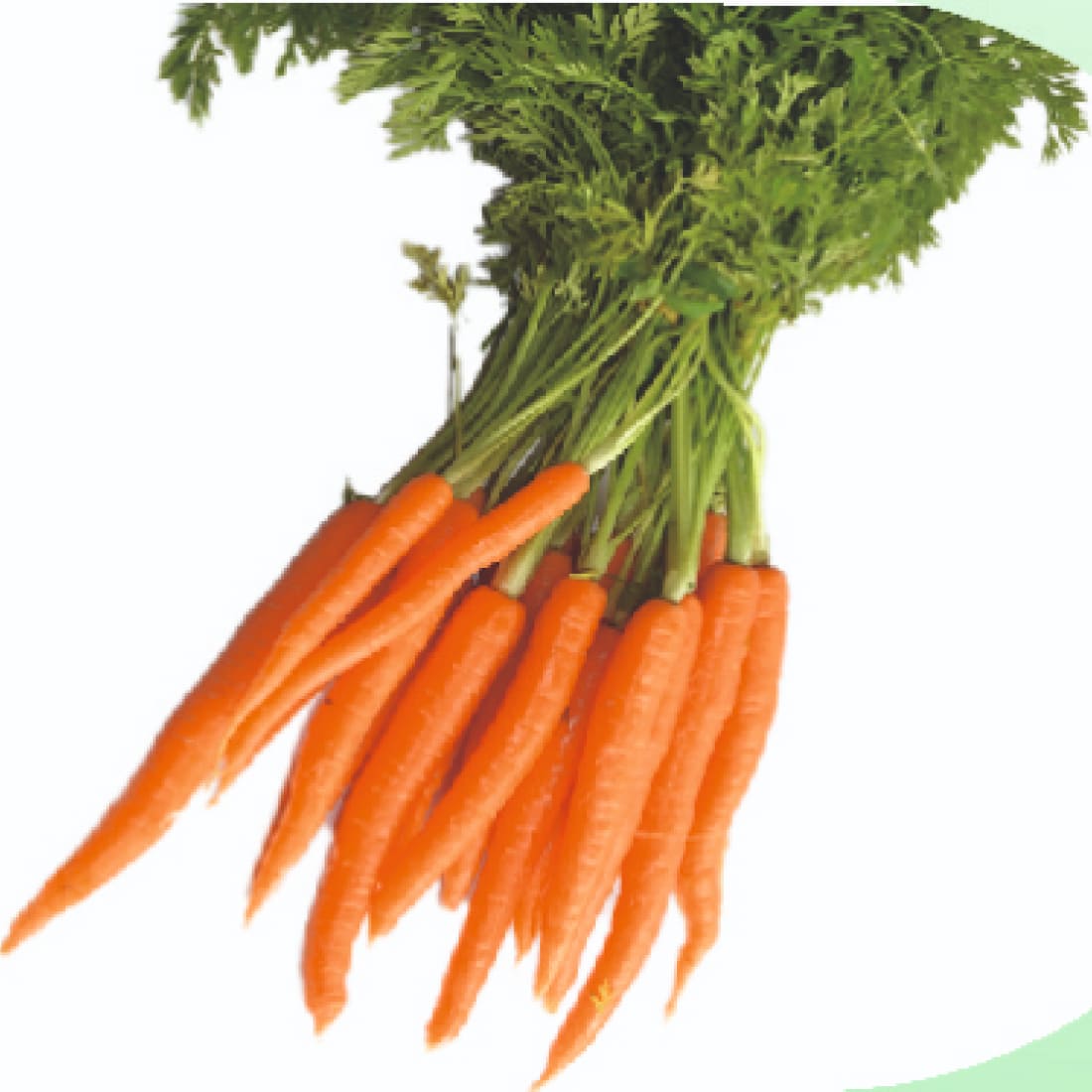 Carrot – Shyam